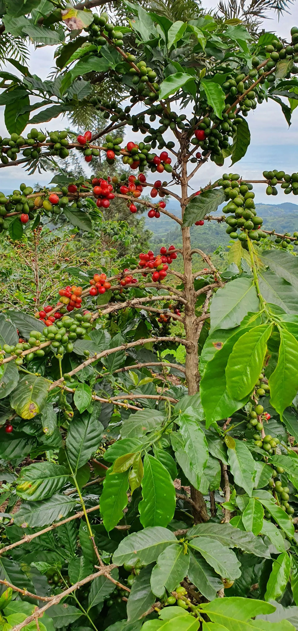 KINGHA NATURAL | UGANDA